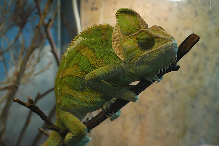 龙抱摄影照片_黄绿色的变色龙坐在一根细细的树枝上，用所有的爪子抱住她，闭着眼睛睡觉。