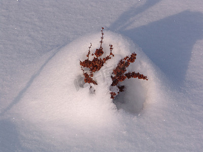雪堆中枯萎的植物