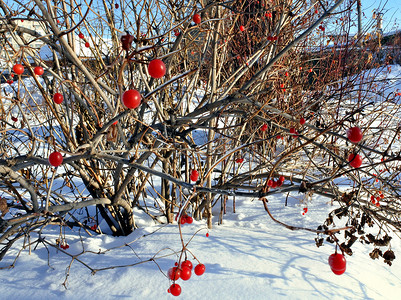 在树枝上结冰的红色荚莲属植物浆果特写