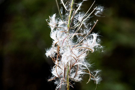 风吹植物摄影照片_绿色背景中种子被风吹走的棉花状植物