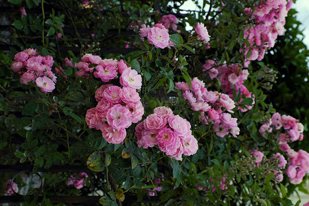 漂亮玫瑰摄影照片_攀爬玫瑰花架，屋前漂亮的栅栏