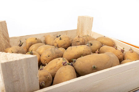马铃薯种植摄影照片_一箱发芽的马铃薯植物准备种植