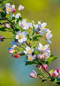 春天盛开的树木美妙的粉红色花蕾，早期的绿色狐狸和白色的花朵。