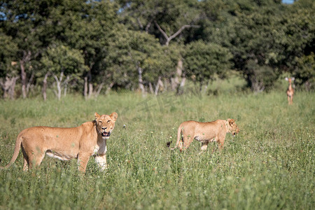 一只狮子与黑斑羚在背景上。