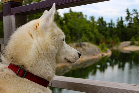黄昏时坐在湖边的西伯利亚雪橇犬