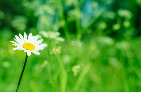 夏林摄影照片_花夏南田