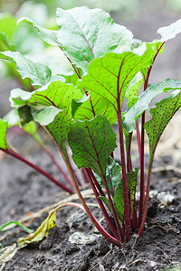 菜园地面上的新鲜甜菜根和菠菜植物
