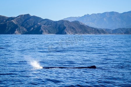 新西兰凯库拉湾的鲸鱼
