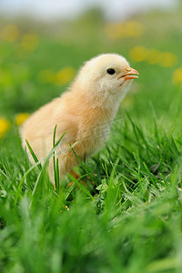 黄色草地摄影照片_草地上的小鸡