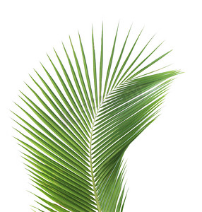 椰叶椰子摄影照片_孤立在白色背景上的绿色椰子叶