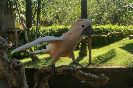 美丽的鲑鱼冠凤头鹦鹉坐在巴厘岛鸟类公园动物园的干树枝上。 