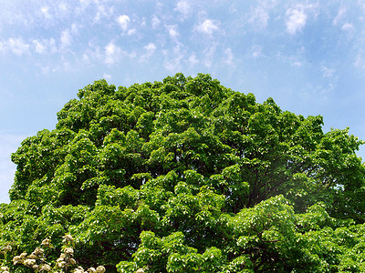蓝天背景上绿叶茂盛的大树冠