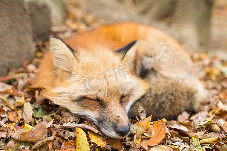 红色可爱摄影照片_可爱的狐狸睡觉