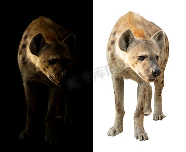 黑色和白色背景中的斑点鬣狗