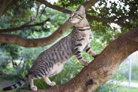 三层斜条纹摄影照片_条纹小猫在花园里爬树