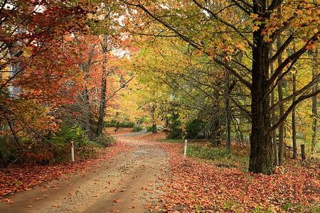 茂盛的树叶摄影照片_乡间小路蜿蜒穿过秋叶茂盛的树木