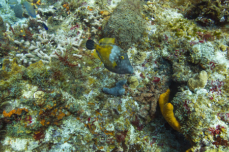 珊瑚礁中的白点斑点鱼