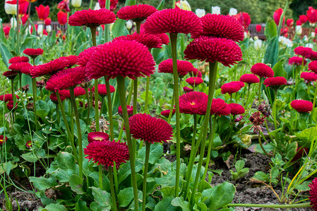 被褥摄影照片_罗斯公园开花的小型红色被褥植物