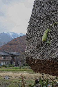 长方形圆角对话框摄影照片_Shirak合掌屋屋顶上长出的葫芦状水果