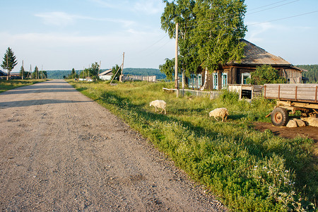 绵羊走在俄罗斯村庄的土路上