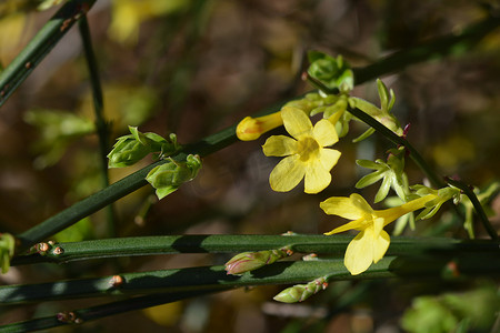 迎春花