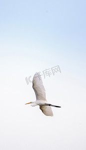 大湖区摄影照片_湖区公园沼泽中的大白鹭 Ardea alba