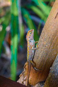 布朗壁虎，Scincidae，蜥蜴，变色龙，Railay 海滩西部，Ao