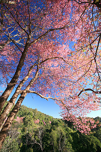 粉色花樱花摄影照片_泰国山上的樱花粉色花，樱花