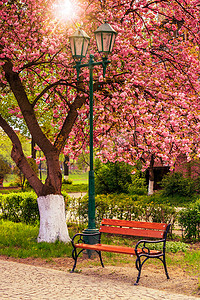 粉色的樱花树摄影照片_长凳和灯笼附近粉红色盛开的樱花树