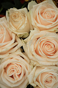 淡彩玫瑰摄影照片_淡粉色的玫瑰