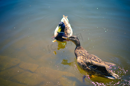 两只野鸭在河里或湖里游泳