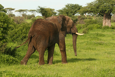 非洲博茨瓦纳大草原上的野生大象 (Elephantidae)