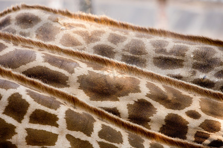 皮肤和羽毛长颈鹿。
