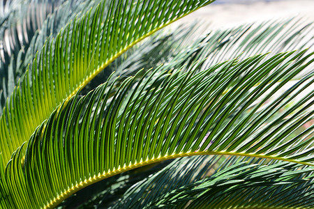 棕榈叶纹理，自然背景