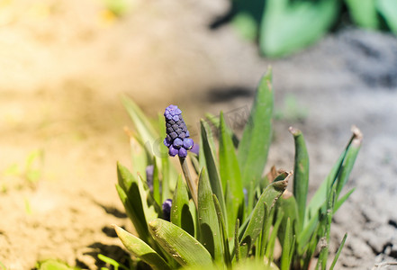 春天绿色小草小花摄影照片_紫色的小花