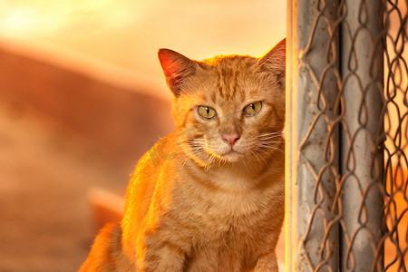 姜猫的肖像