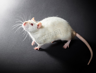 老鼠摄影照片_动物白鼠