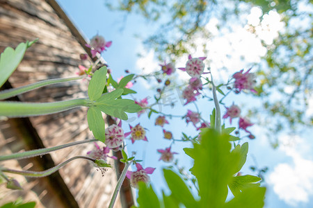 春天中摄影照片_自然背景中的紫色耧斗菜花，特写，从下方独特的角度
