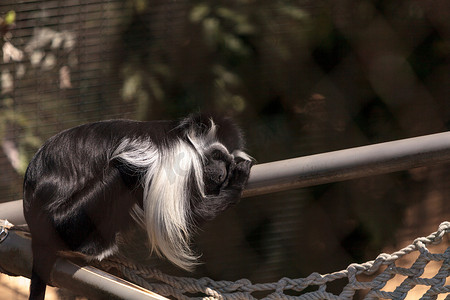 Colobus angolensis palliatus 属的安哥拉疣猴