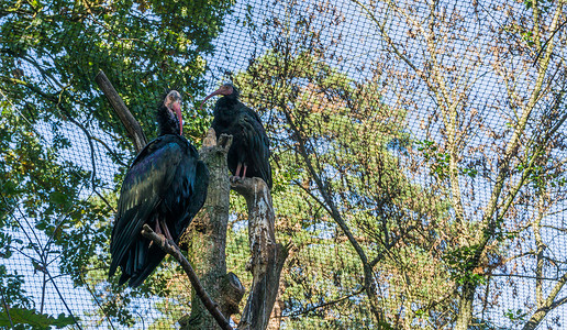 两只光滑的黑色北方秃头隐士宜必思鸟坐在树顶上，一只濒临灭绝的热带鸟类的惊人特写鸟肖像