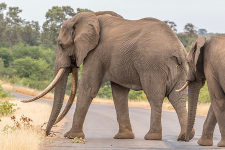 长着大象牙的非洲象过马路