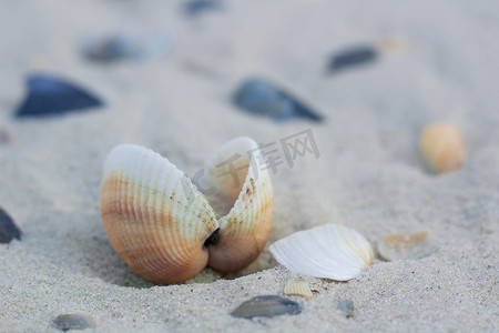 公鸡摄影照片_沿海沙滩海景上的贝壳和蛤蜊