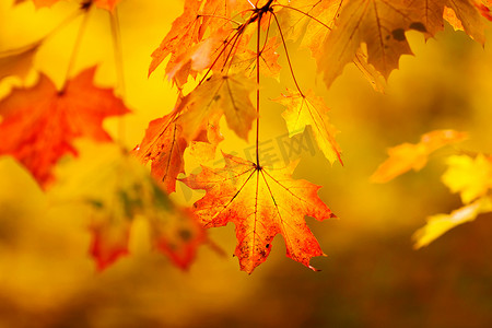 红色黄色枫叶摄影照片_与黄色枫叶的抽象秋天自然本底。