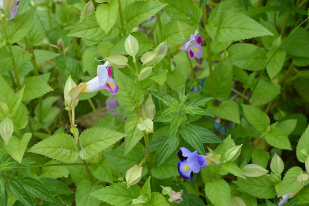 叉骨 (Torenia fournieri) 花