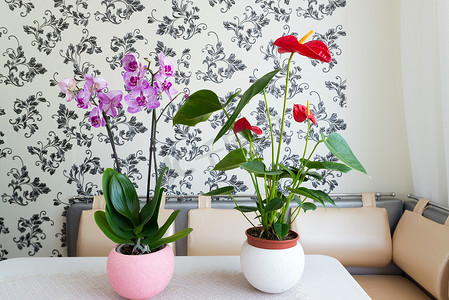红色盆栽植物摄影照片_室内花盆中的活盆栽植物