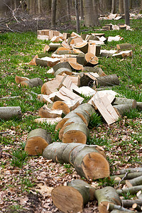 木头堆摄影照片_一堆木头