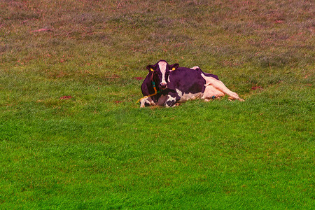 养牛牧场摄影照片_牧场上的奶牛