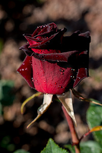 鲜花鲜摄影照片_花园里的鲜红玫瑰