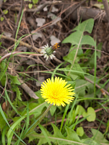 春天黄色蒲公英摄影照片_一株完美的黄色蒲公英在春天的焦点和前面，
