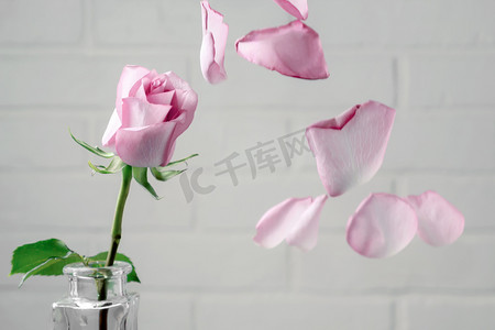花瓶中的粉红色玫瑰花瓣飘落在白墙的背景下。
